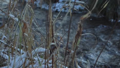cerrar el cambio de imágenes de una orilla del río con alta hierba marrón y amarilla durante el invierno con el agua del río oscuro ondulado que fluye en el fondo donde el enfoque de la cámara cambia a cuando se mueve a la derecha.