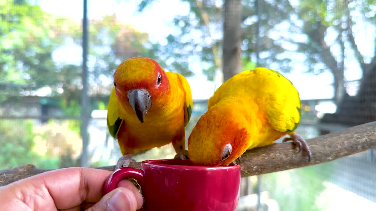 두 마리의 무새가 시장에서 컵에서 먹이를 먹고 있다