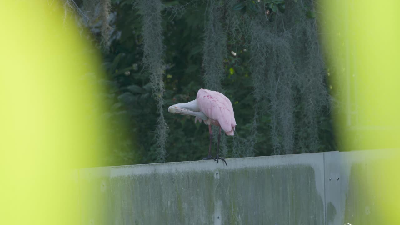 A solitary roseate spoonbill perches on a concrete barrier, framed by soft out-of-focus foliage in the foreground