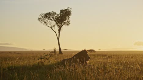 Male-lion-in-Beautiful-Light,-African-Wildlife-Animal-in-Savanna-Long-Grasses-Landscape-in-Masai-Mara-National-Reserve,-Kenya-on-Africa-Safari-in-Maasai-Mara-in-Morning-Sunrise-Sunlight