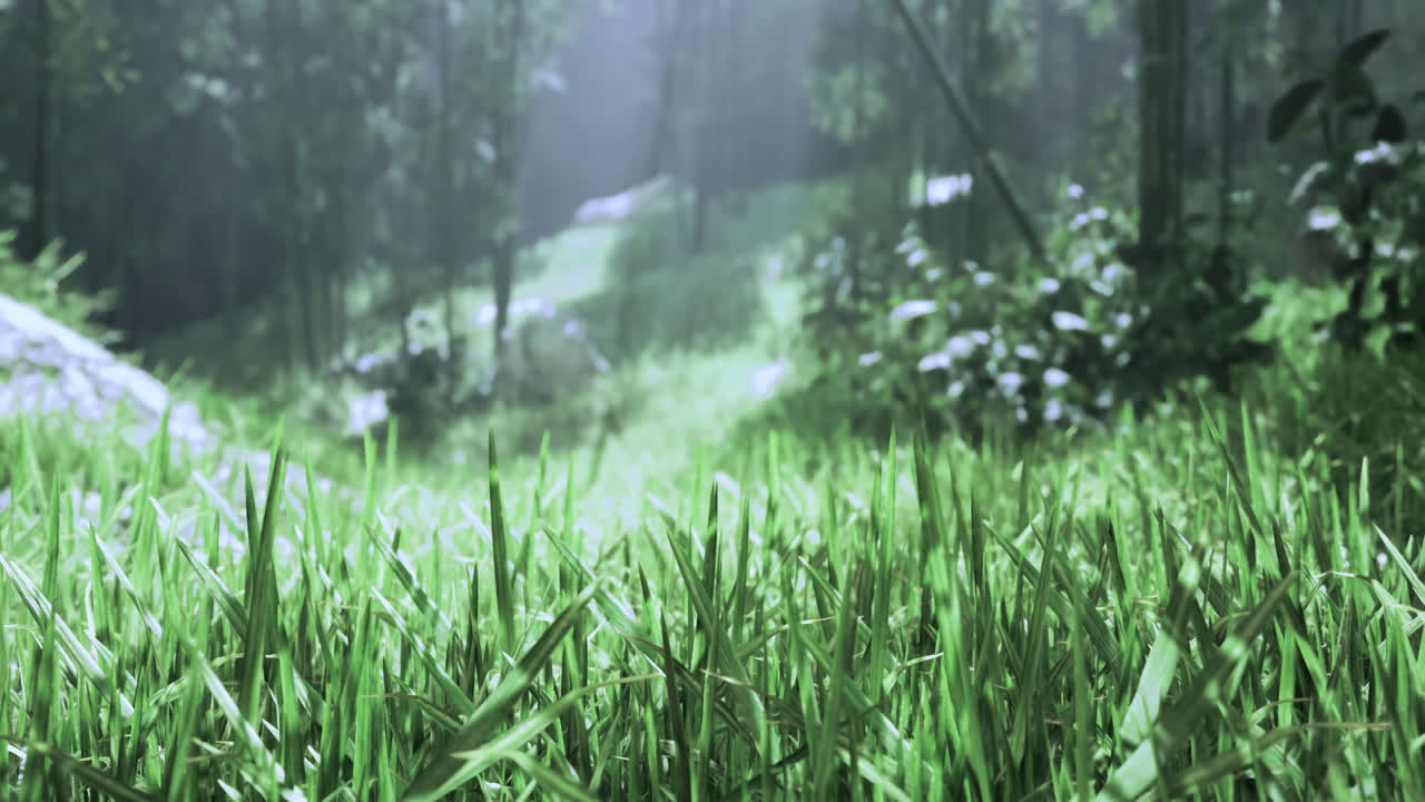 Lush green grass thrives in sunlight within a peaceful forest setting