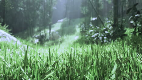 lush green grass thrives in sunlight within a peaceful forest setting