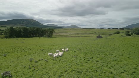 orbit of small flock of sheep showing hill great mell fell and revealing distant mountain blencathra