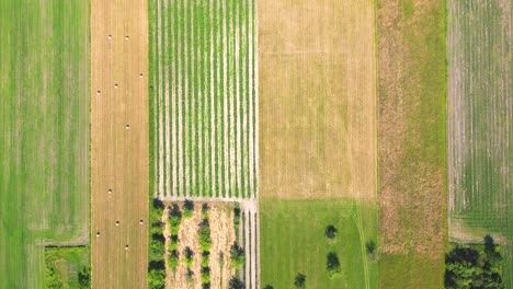 Abstract-geometric-shapes-of-agricultural-parcels-of-different-crops-in-yellow-and-green-colors