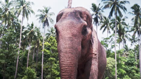 Big-asian-elephant-eating-leaves-in-tropical-Thailand-jungle-sanctuary