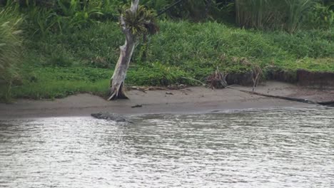 large alligator resting on shore near gatun locks at the panama canal