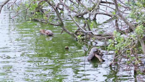 las tortugas que interactúan en un ambiente de estanque sereno