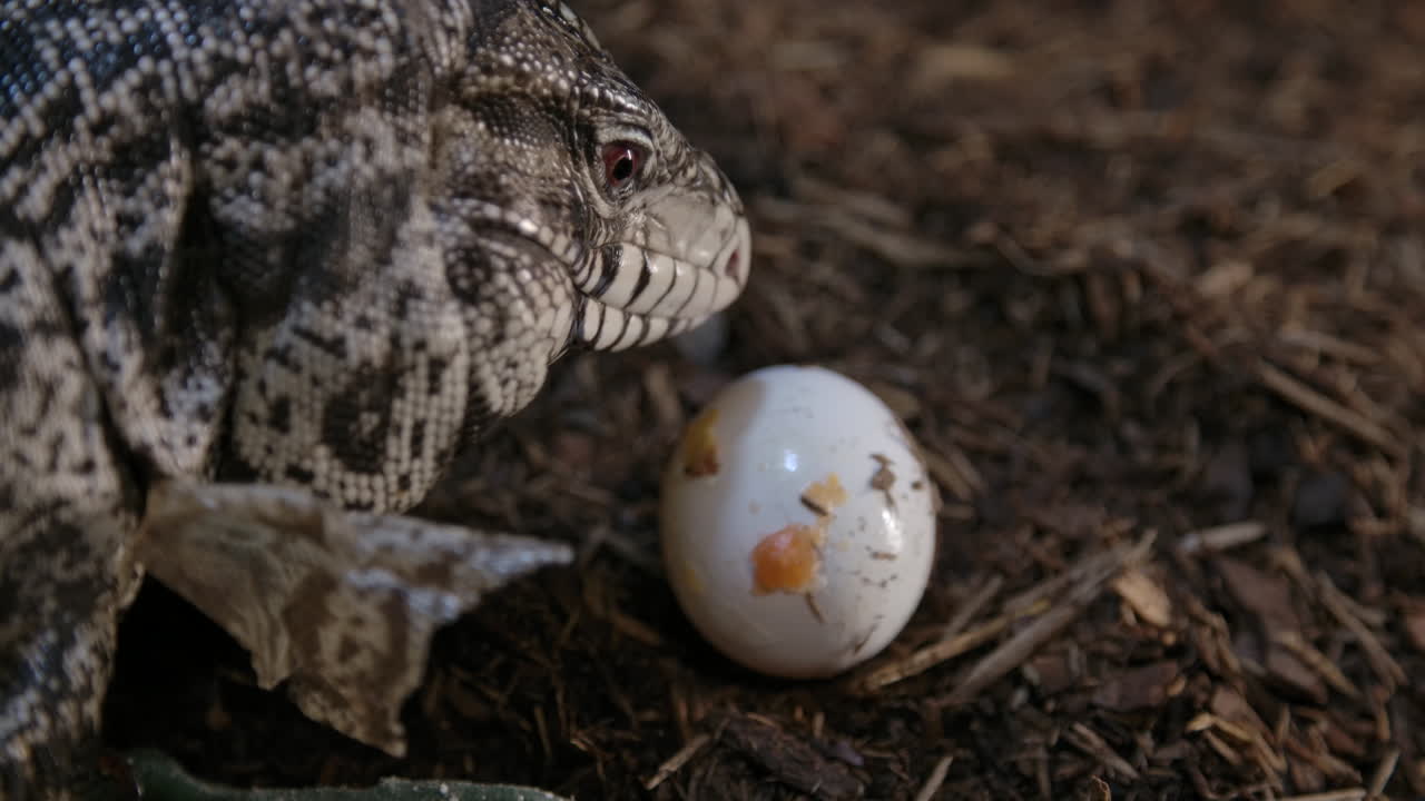 Tegu lizard picking up an egg