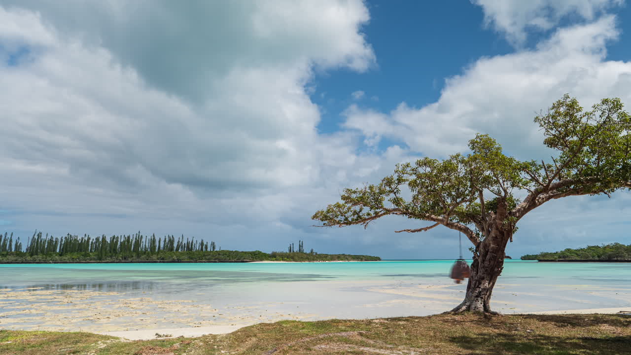 Pittoresco Albero Sempreverde Solitario Su Una Spiaggia Con Una Laguna Blu E Pini Colonari Che Crescono Dall'Altra Parte Della Baia - time lapse