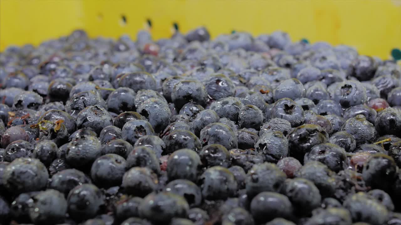 블루베리, 블루베리, 베리, 천연, 유기농, 냉동 베리