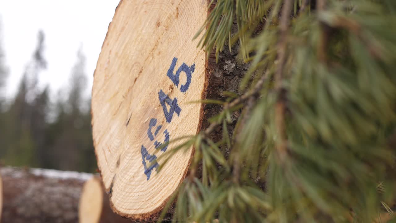 내보낼 준비가 된 눈 덮인 겨울 숲에 나무 통나무가 한 줄로 쌓여 있고, 세부 샷을 닫습니다.