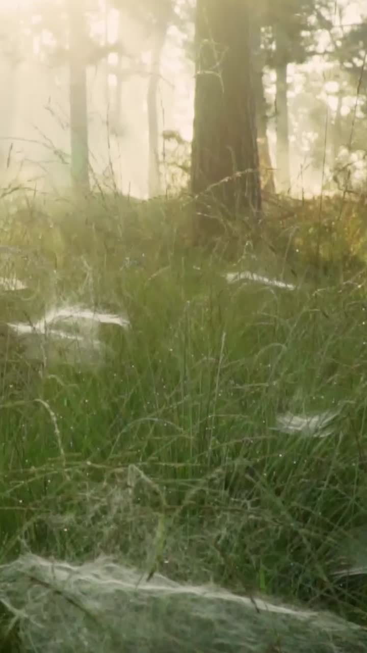 해가 뜨면 안개 은 숲의 초원