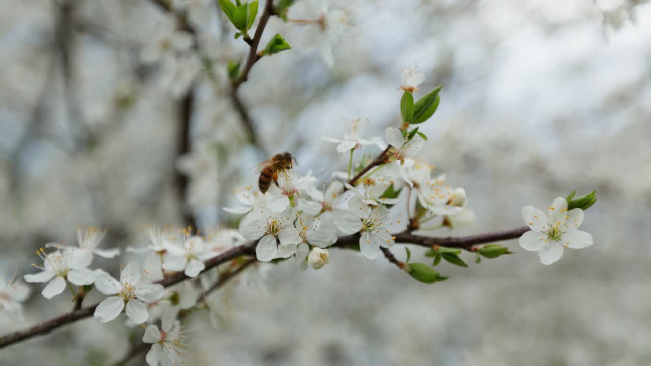 Bee on a Spring Blossom