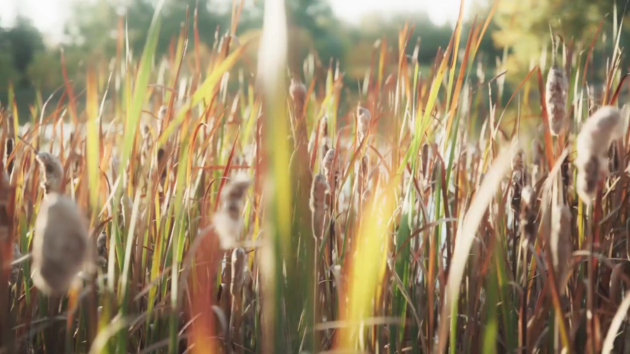 Trockenes Gras auf dem Feld bei Sonnenuntergang