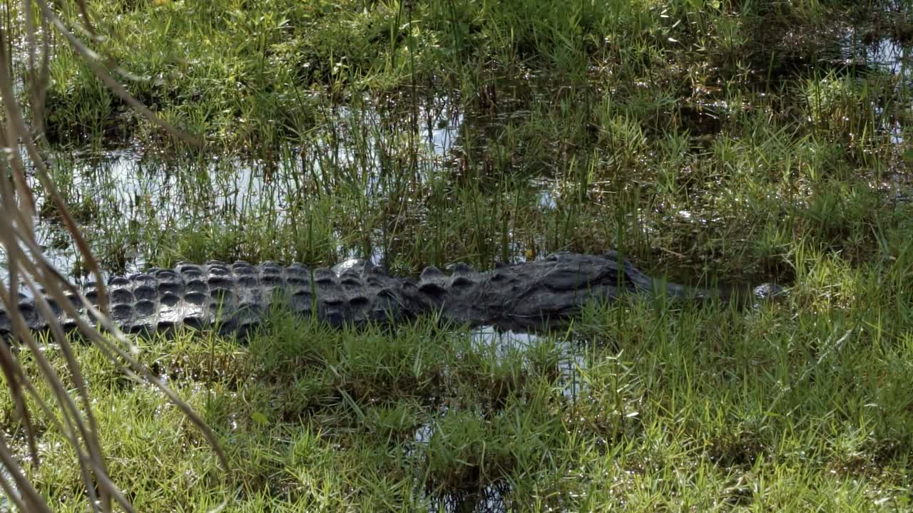 cámara lenta de cerca de un cocodrilo de tamaño mediano descansando en la turbia hierba del pantano en los everglades de florida en miami en un cálido día soleado de verano
