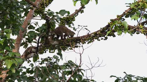 subiendo a una rama hacia la derecha mientras busca la mejor fruta madura para comer, civeta de palma de tres rayas arctogalidia trivirgata, tailandia
