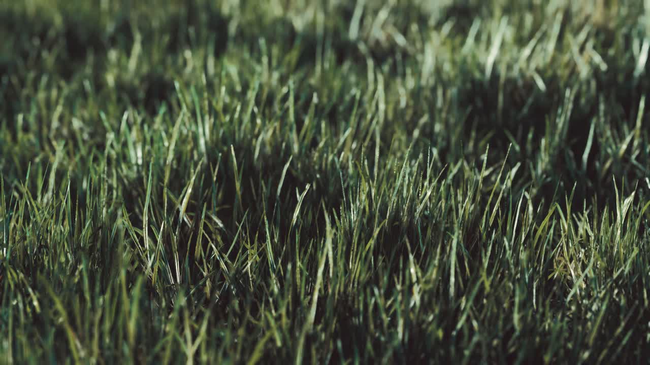 이른 아침에 신선한 두꺼운 잔디의 근처