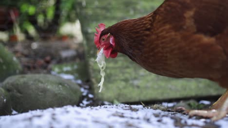 pollo comiendo ensalada