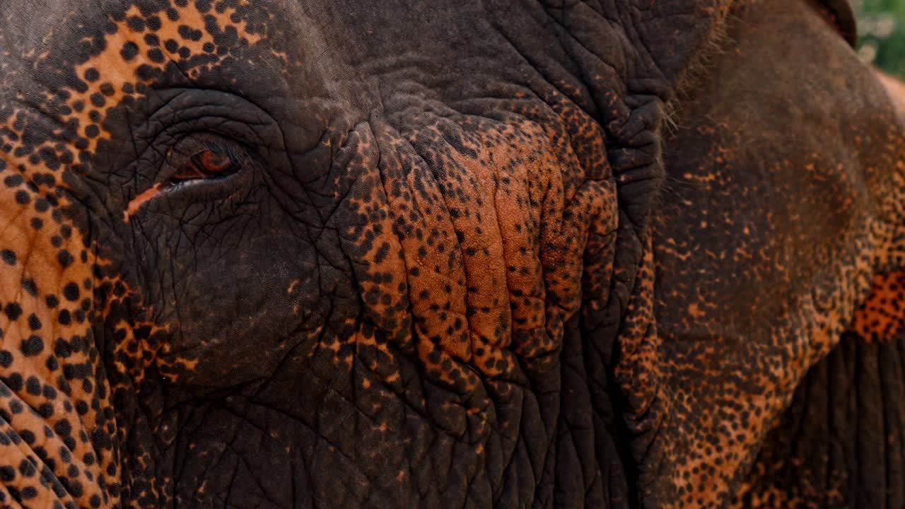 A detailed close-up shot of an Asian elephant’s eye in Sri Lanka, capturing the depth, texture, and soulful expression of this majestic creature.