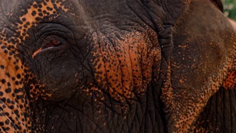 a detailed close-up shot of an asian elephant’s eye in sri lanka, capturing the depth, texture, and soulful expression of this majestic creature.