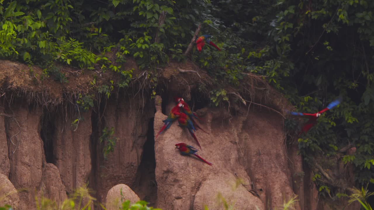 Small flock of Scarlet Macaws takes off from the chuncho clay lick showing their amazing wing colors