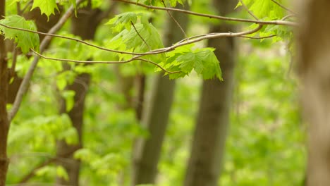 Vogel-Thront-Auf-Einem-Ast