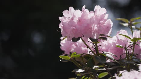 delicate light pink rhododendron flowers in full bloom