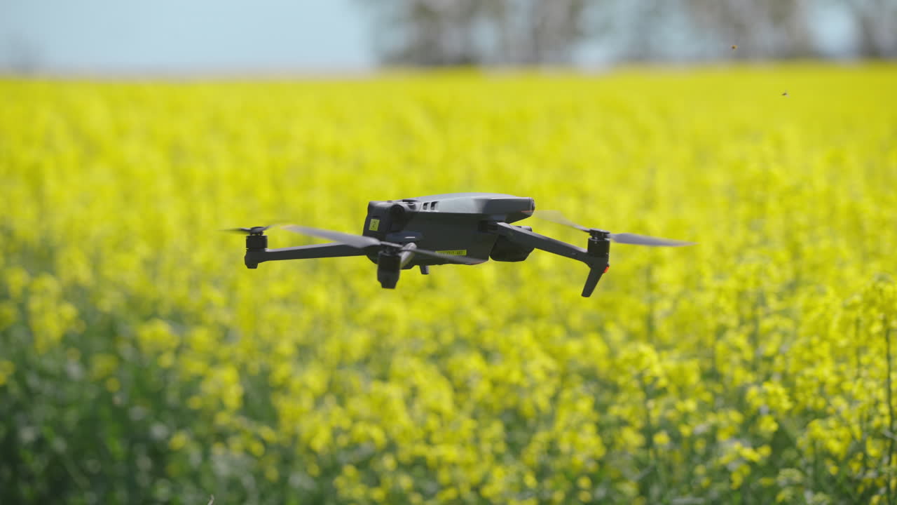 Drone Flying Over a Rapeseed Field