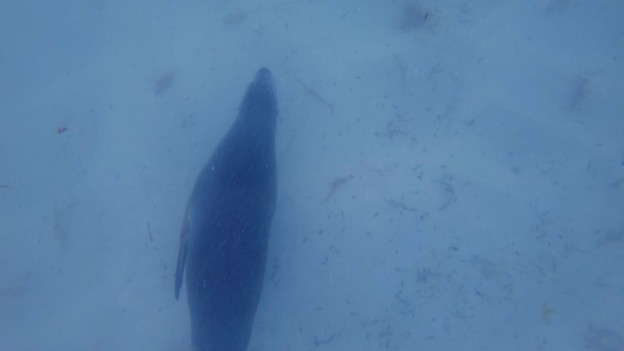 느린 동영상 오스트레일리아 바다 사자가 바다 바닥에서 헤엄치고 있다.