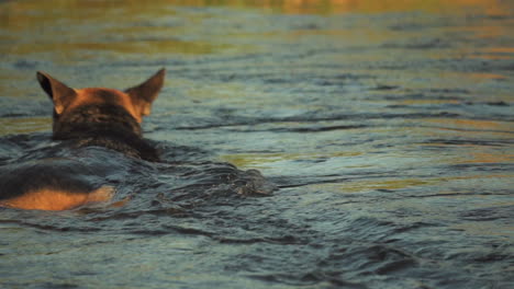 Nahaufnahme-Eines-Deutschen-Schäferhundes,-Der-Im-Flusswasser-Schwimmt-Und-Versucht,-Bei-Sonnenuntergang-Während-Der-Sommerferien-Am-4.-Juli-Einen-Fisch-Zu-Fangen