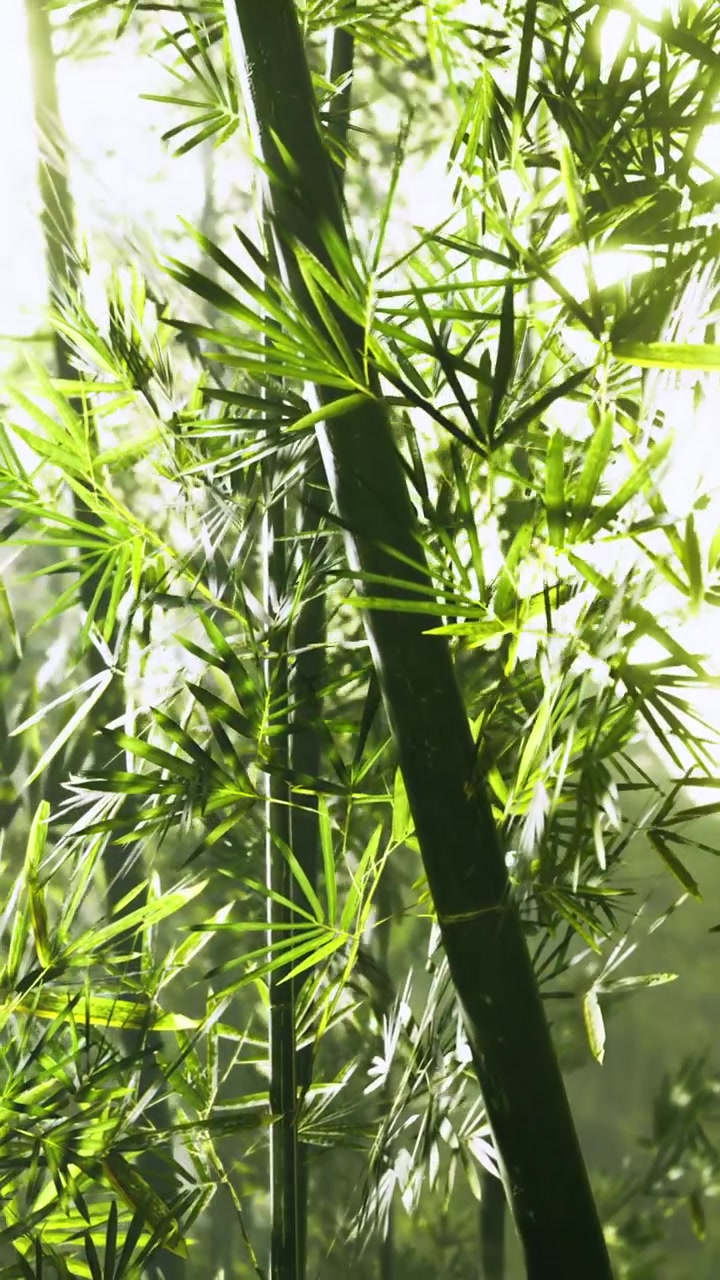 Piante di bambù crescono in una foresta con la luce del sole che filtra attraverso le foglie verdi