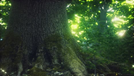 the primeval forest with mossed ground