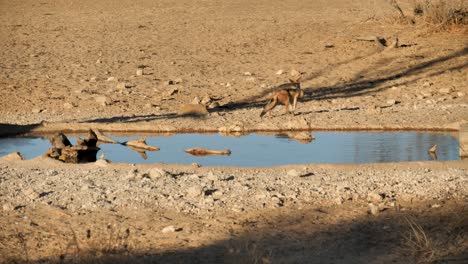 jackal lies down by water hole at nossob rest camp in the kalahari