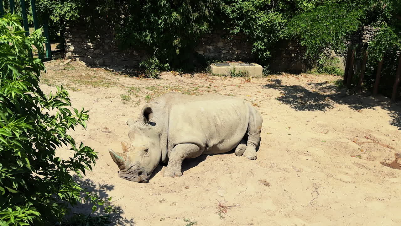 Rhino resting in a sandy enclosure. A rhinoceros lies comfortably on the sand in its enclosure surrounded by green plants. The sun is shining brightly