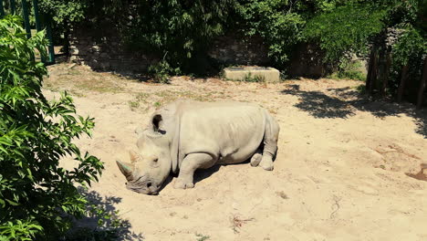 rhino resting in a sandy enclosure. a rhinoceros lies comfortably on the sand in its enclosure surrounded by green plants. the sun is shining brightly