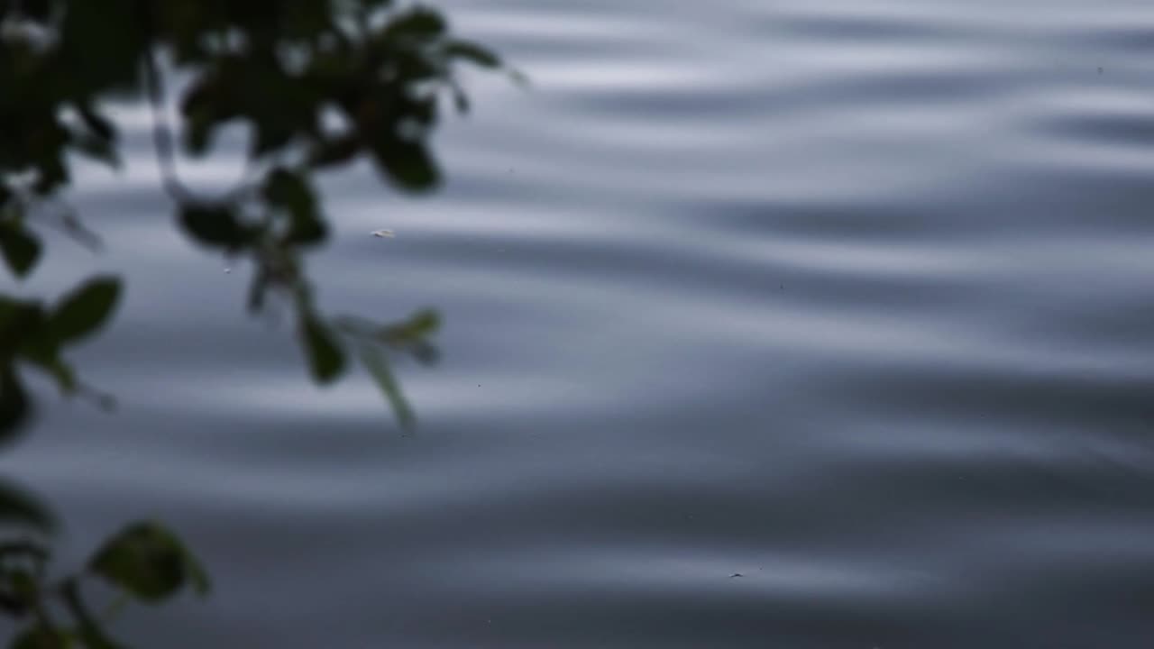 Soft white ripples of hypnotic lake surface carry floating twig in pale daylight