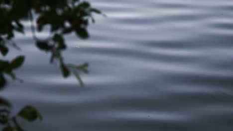 soft white ripples of hypnotic lake surface carry floating twig in pale daylight