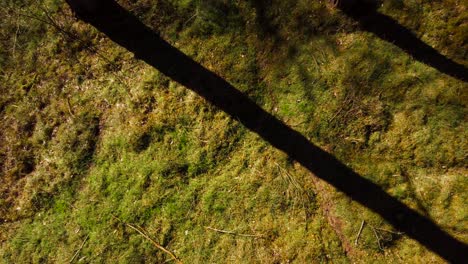 aerial view of a forest floor while moving upwards through trees