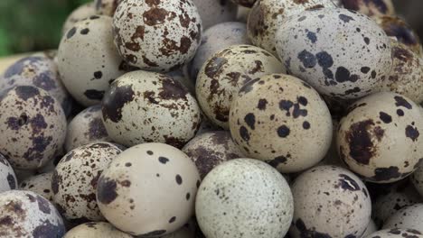 Quail-eggs-are-considered-a-delicacy-in-many-parts-of-the-world,-including-Asia,-Europe,-and-North-America