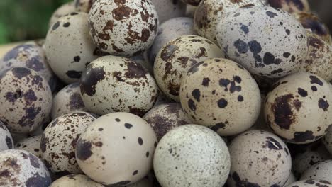 los huevos de codorniz se consideran un manjar en muchas partes del mundo, incluidos asia, europa y américa del norte