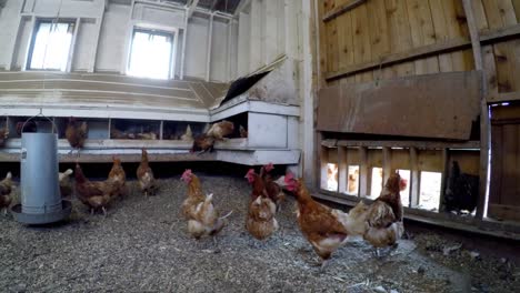 hen grazing in the chicken coop 4k