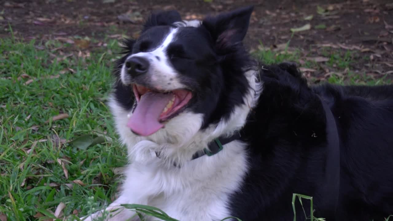 Un perro feliz sale a pasear todos los días con su dueño y disfruta de la hierba y el sol durante un descanso en un parque