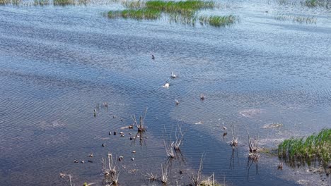 aerial view of pelicans nesting in a shallow wetland surrounded by reeds and rippling blue water