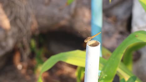 dragonfly perches atop a white pipe outdoors