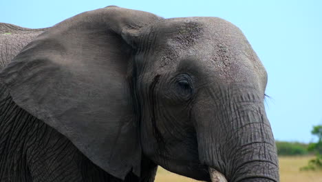 close-up of an african elephant's face