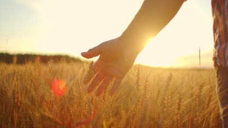 Cámara-Lenta:-La-Mano-De-Los-Agricultores-Toca-La-Espiga-De-Trigo-Al-Atardecer.-El-Agricultor-Inspecciona-Un-Campo-De-Trigo-Maduro.-Granjero-En-Un-Campo-De-Trigo-Al-Atardecer.-Concepto-De-Agricultura.-Negocio-Agrícola.