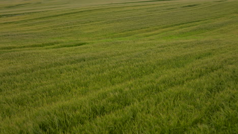 volando sobre interminables campos de exuberantes cultivos de grano de trigo verde