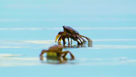 cangrejos caminando y alimentándose en la playa de kuakata, bangladesh