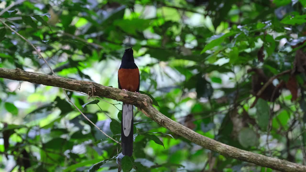 mirando hacia el lado derecho del marco y luego a su alrededor mientras se encuentra en una rama, shama copsychus malabaricus, tailandia