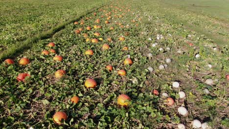 Pumpkins-and-gourds-as-far-as-the-eye-can-see-in-field,-ready-for-autumn-fall-harvest